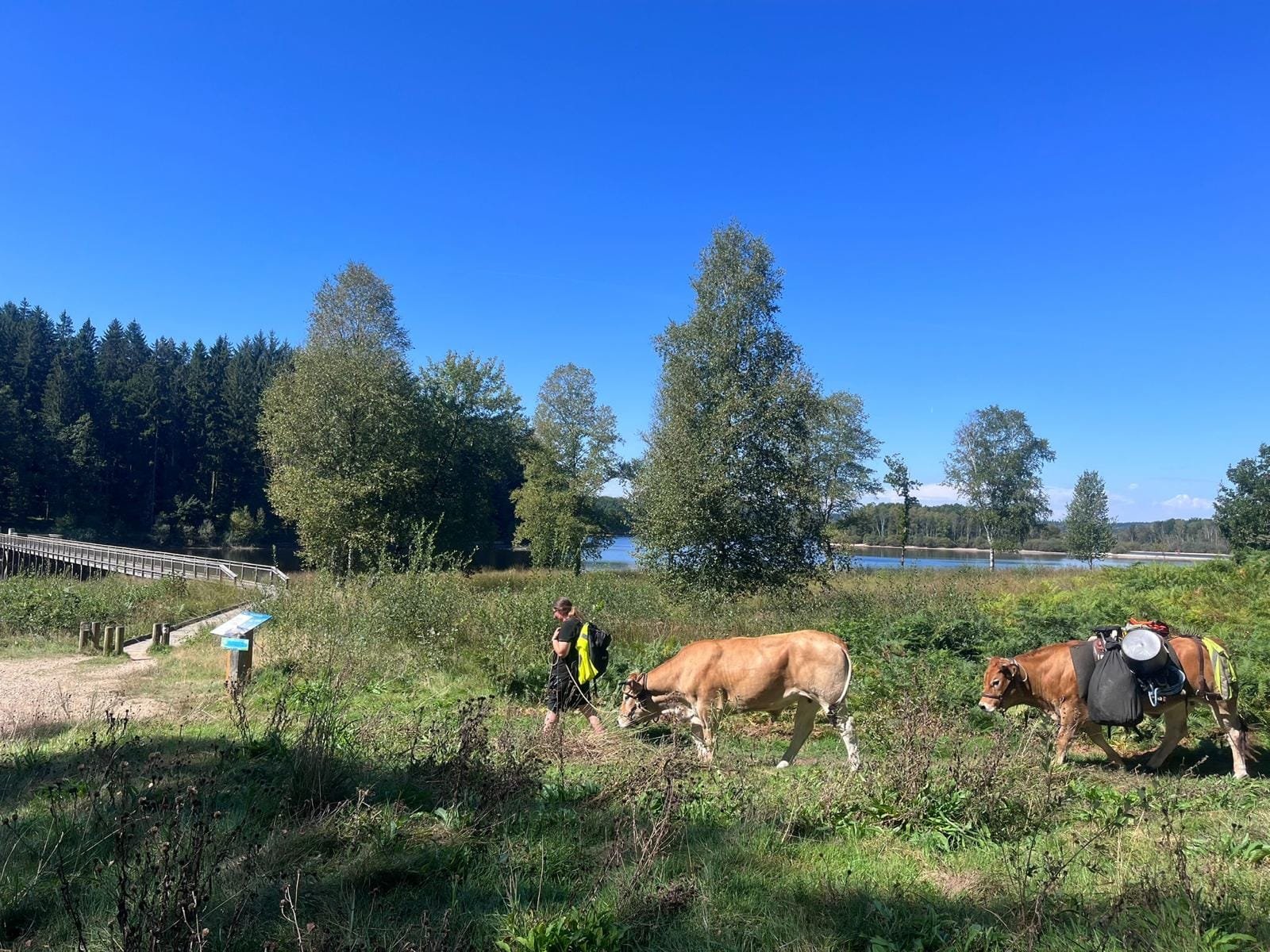 Aucune description de photo disponible. - La corne rose - Le voyage de Léonnie, Safran, et Bouleau 2023