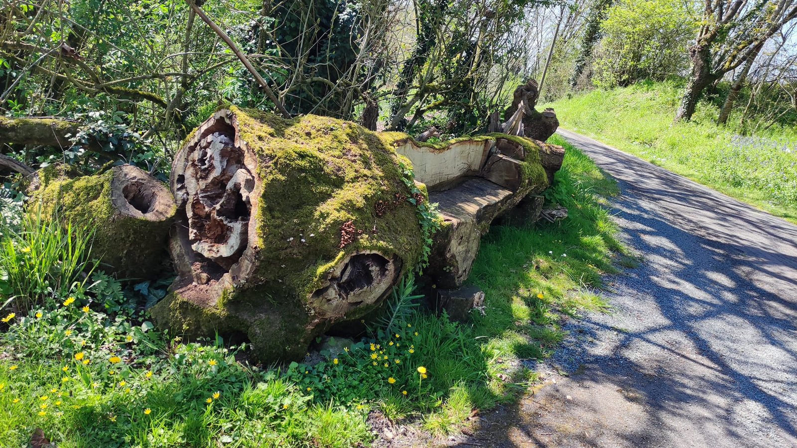 Aucune description de photo disponible. - La corne rose - Le voyage de Léonnie, Safran, et Bouleau 2023