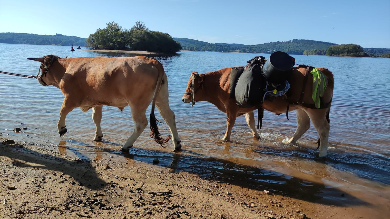 Aucune description de photo disponible. - La corne rose - Le voyage de Léonnie, Safran, et Bouleau 2023