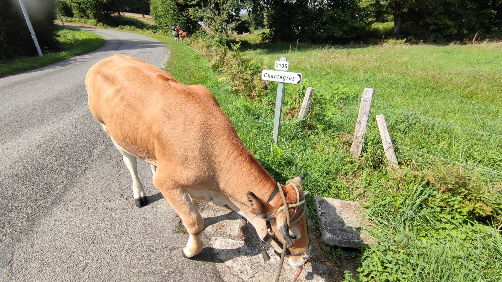 Aucune description de photo disponible. - La corne rose - Le voyage de Léonnie, Safran, et Bouleau 2023