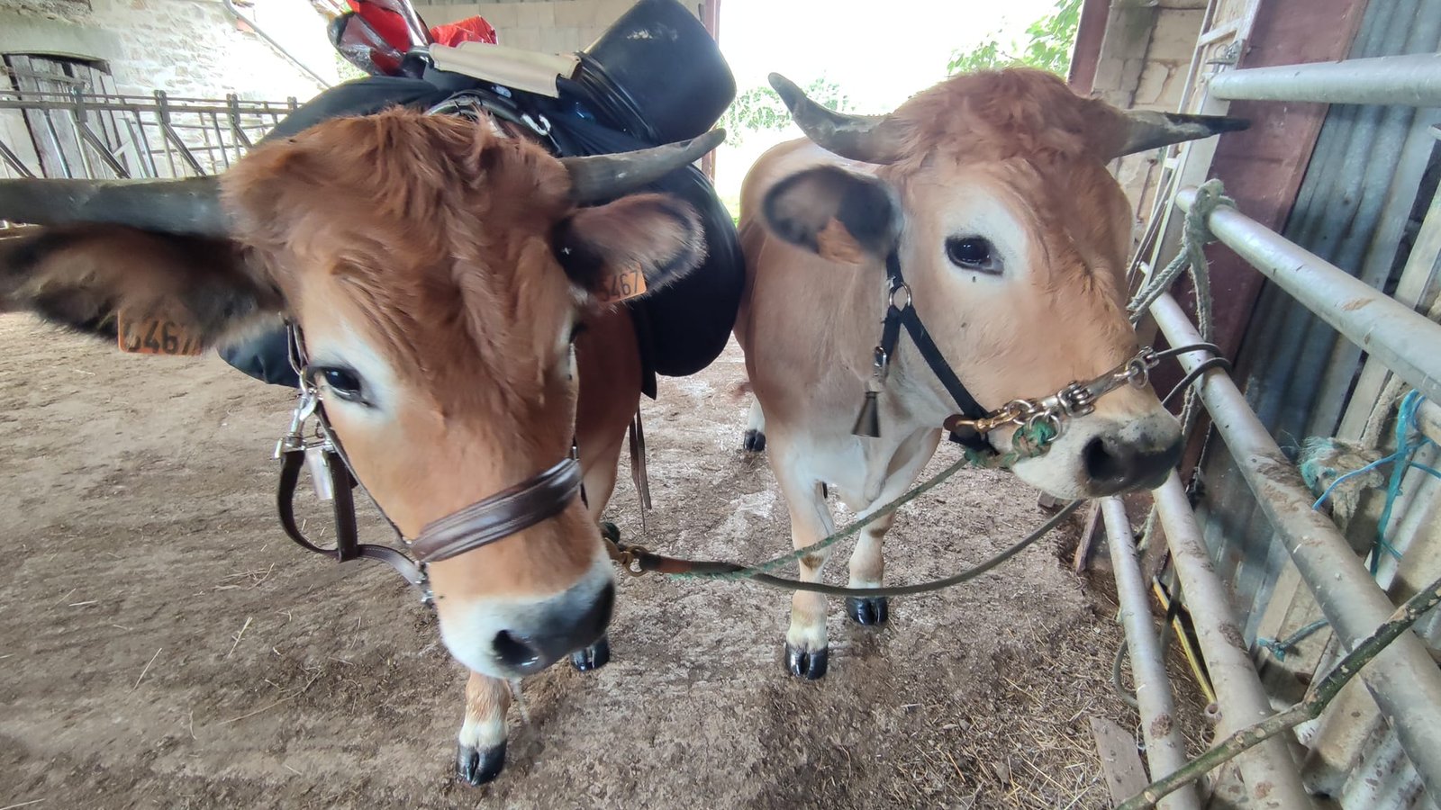 Aucune description de photo disponible. - La corne rose - Le voyage de Léonnie, Safran, et Bouleau 2023