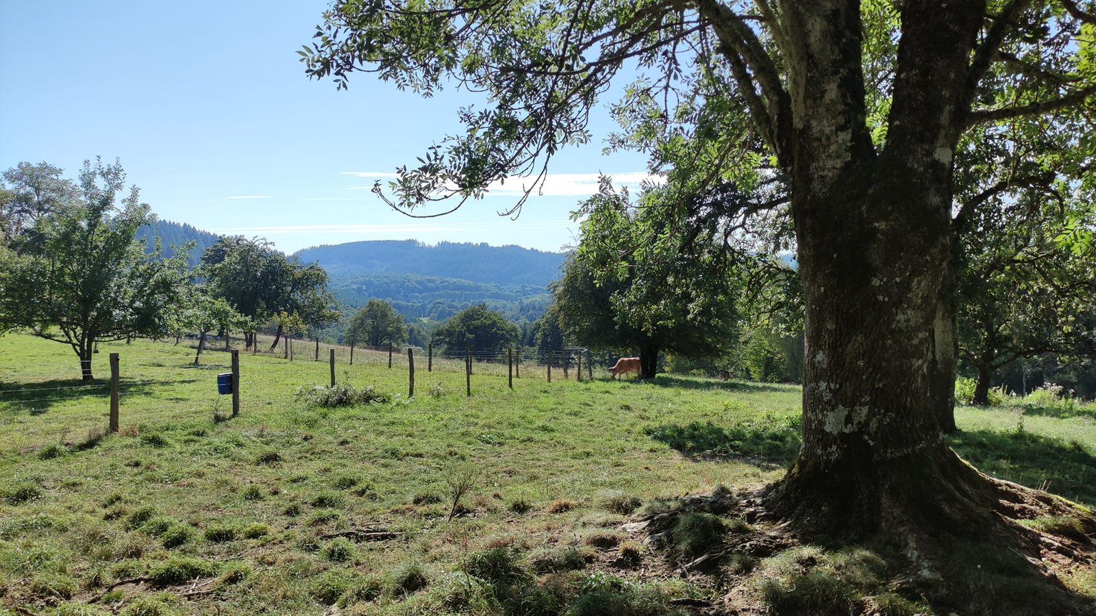 Aucune description de photo disponible. - La corne rose - Le voyage de Léonnie, Safran, et Bouleau 2023