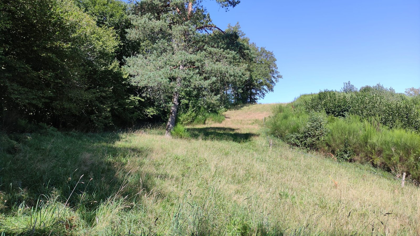 Aucune description de photo disponible. - La corne rose - Le voyage de Léonnie, Safran, et Bouleau 2023