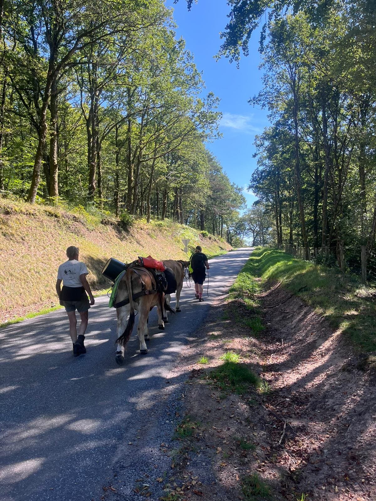 Aucune description de photo disponible. - La corne rose - Le voyage de Léonnie, Safran, et Bouleau 2023