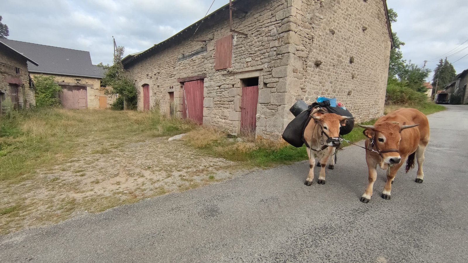 Aucune description de photo disponible. - La corne rose - Le voyage de Léonnie, Safran, et Bouleau 2023
