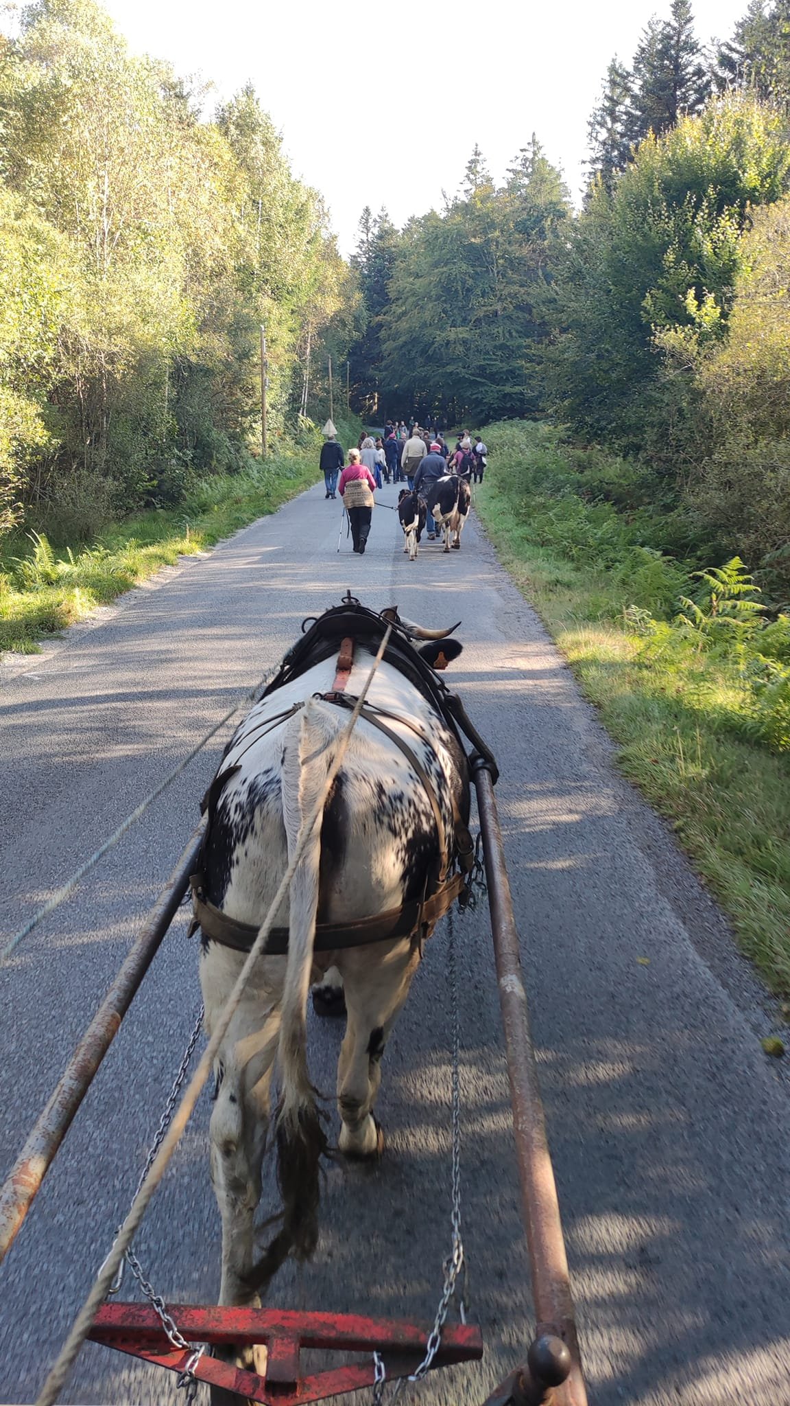 - Suite du voyage de Léonnie Biteau avec le rassemblement des meneurs de bovin 2023 (23)
