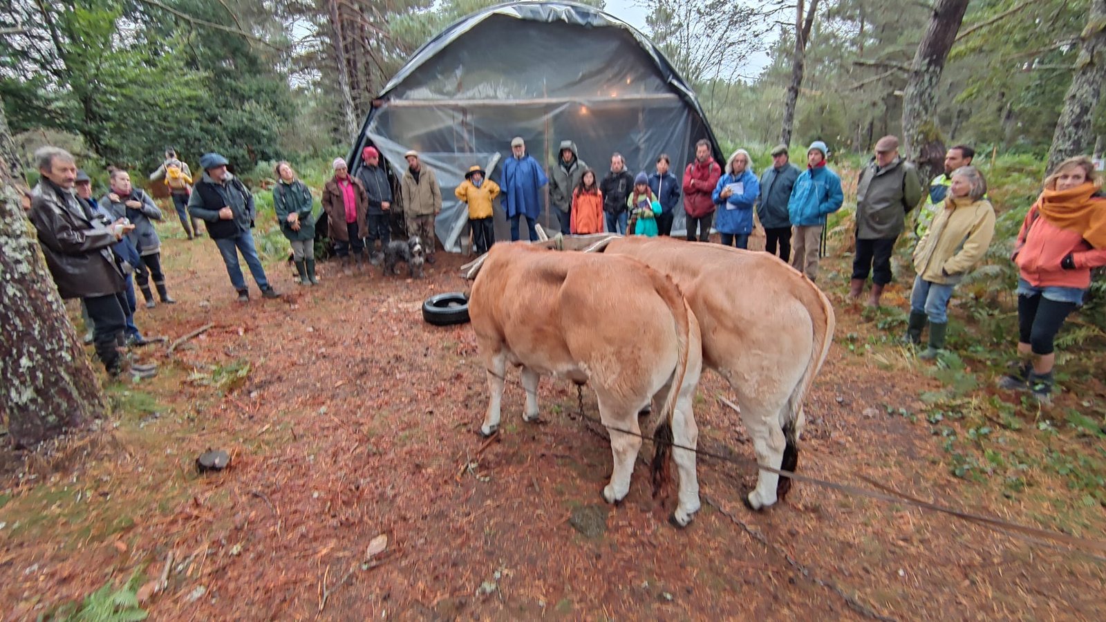 - Suite du voyage de Léonnie Biteau avec le rassemblement des meneurs de bovin 2023 (23)