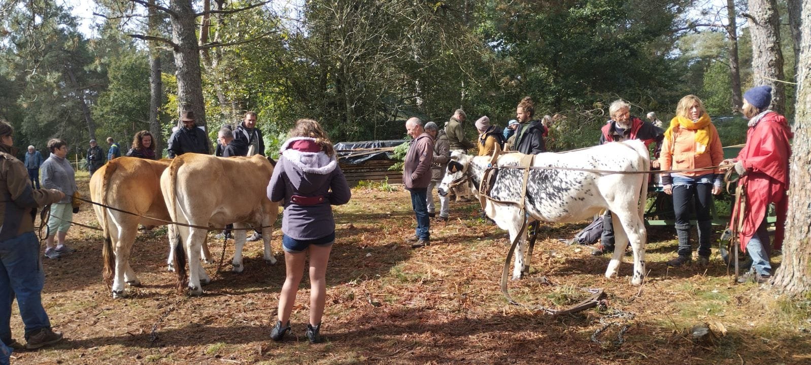 - Suite du voyage de Léonnie Biteau avec le rassemblement des meneurs de bovin 2023 (23)