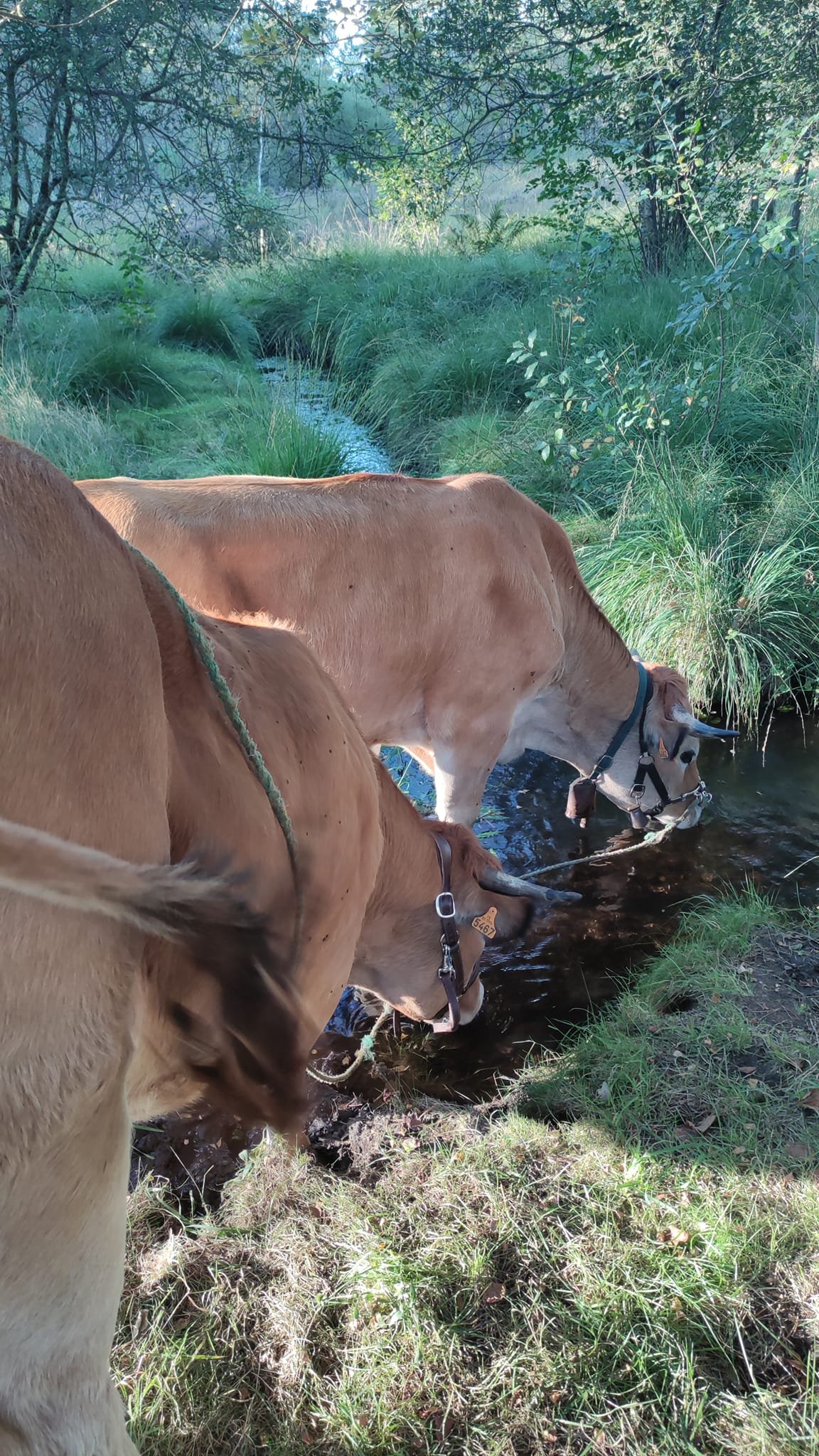 - Suite du voyage de Léonnie Biteau avec le rassemblement des meneurs de bovin 2023 (23)