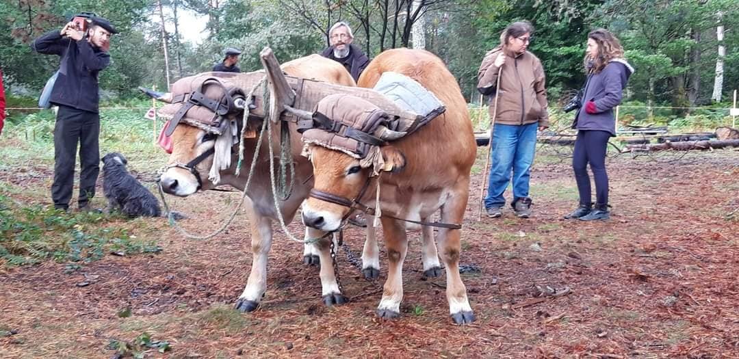 - Suite du voyage de Léonnie Biteau avec le rassemblement des meneurs de bovin 2023 (23)