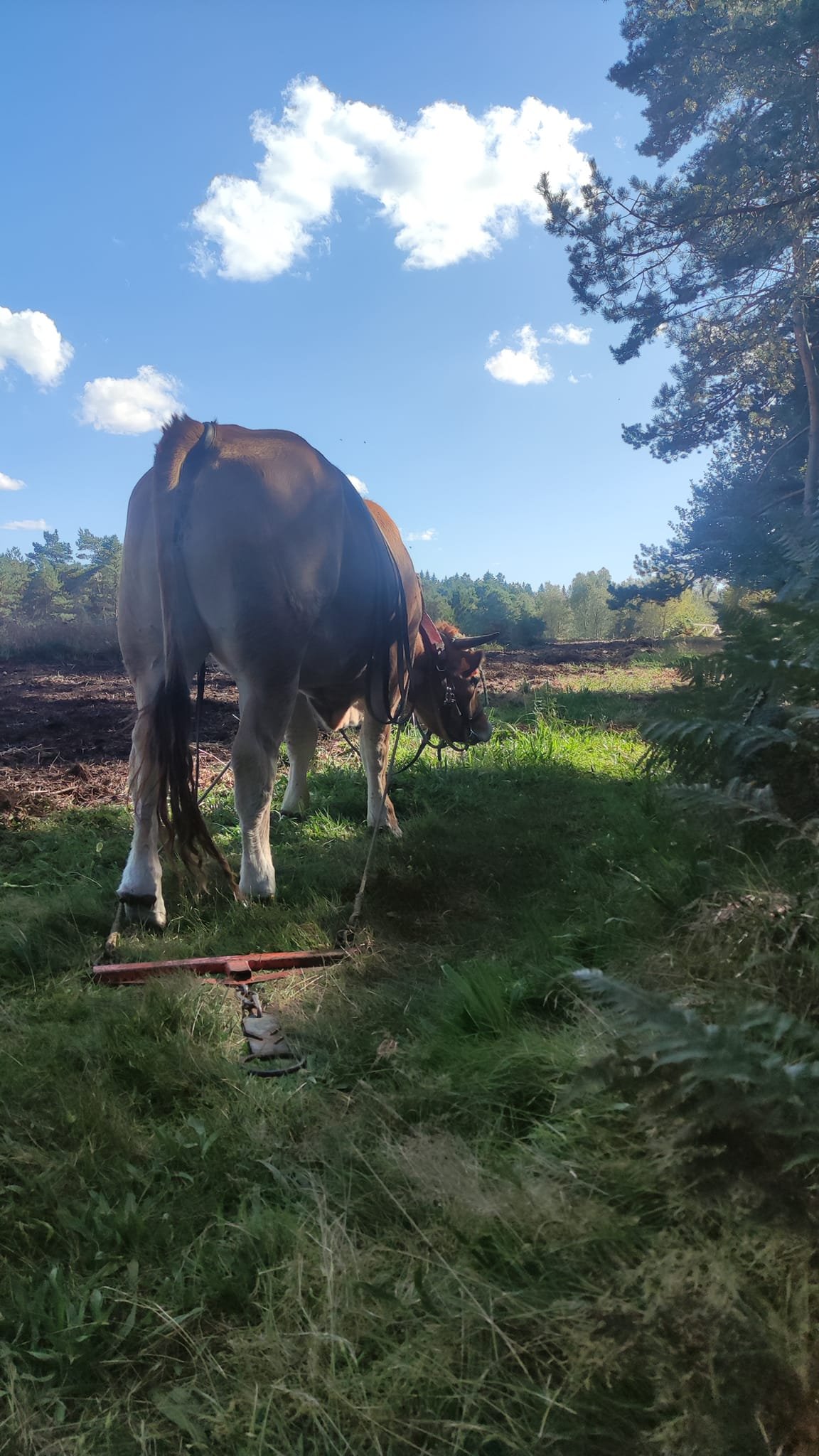 - Suite du voyage de Léonnie Biteau avec le rassemblement des meneurs de bovin 2023 (23)