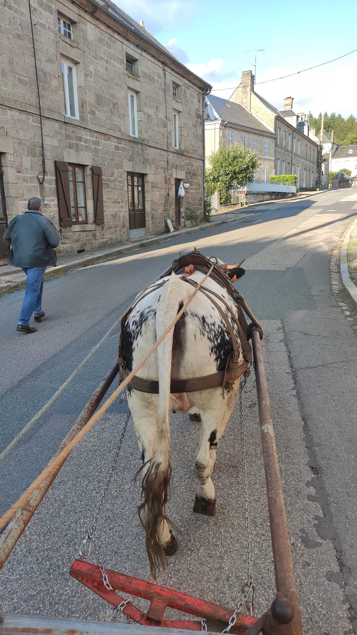 - Suite du voyage de Léonnie Biteau avec le rassemblement des meneurs de bovin 2023 (23)