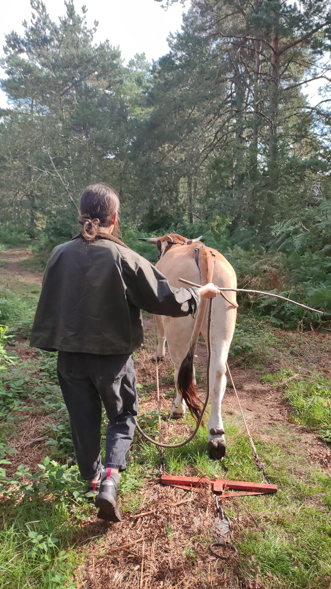 - Suite du voyage de Léonnie Biteau avec le rassemblement des meneurs de bovin 2023 (23)