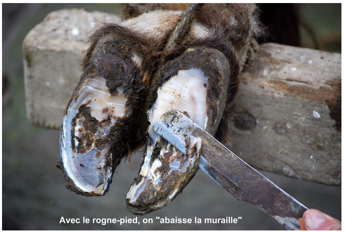 Avec le rogne pied