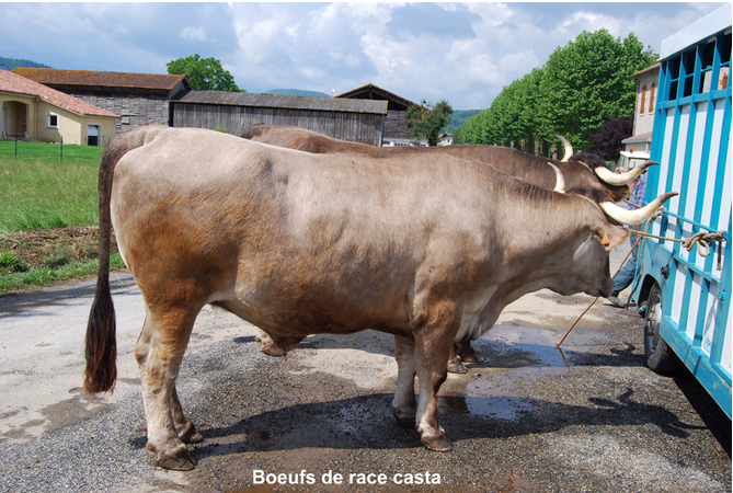 Boeuf de race casta