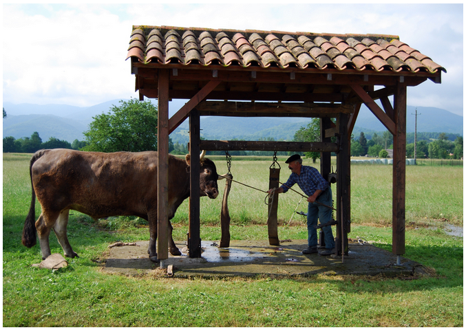 Instalation du boeuf
