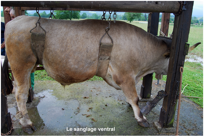 La sangle ventrale
