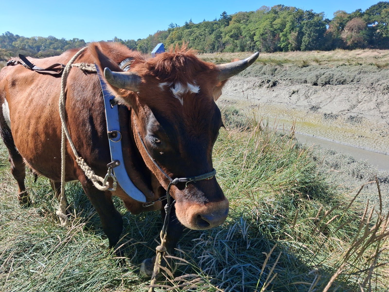 Premiers pas en traction bovine Créhen avec Vroom (22) 2026 4 Vroom du petit veau au bouvier 2