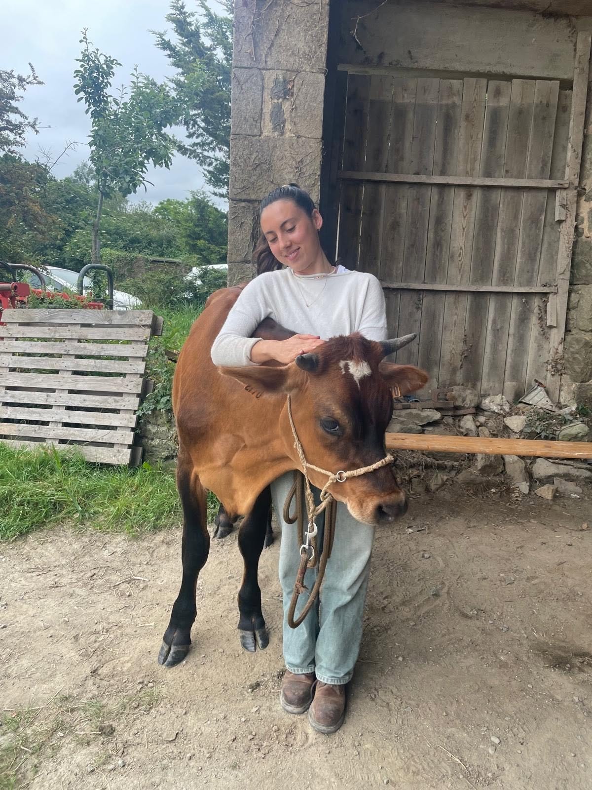 Premiers pas en traction bovine Créhen avec Vroom (22) 2026 3 Vroom du petit veau au bouvier 3