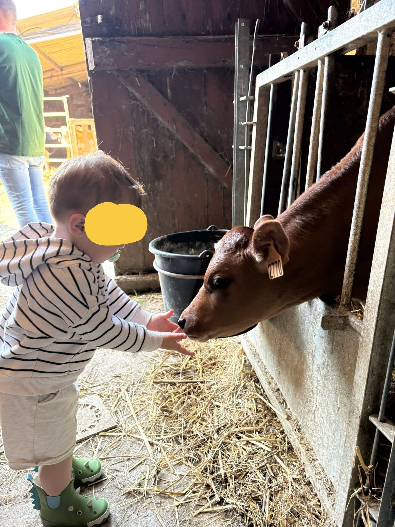 Premiers pas en traction bovine Créhen avec Vroom (22) 2026 2 Vroom du petit veau au bouvier 4